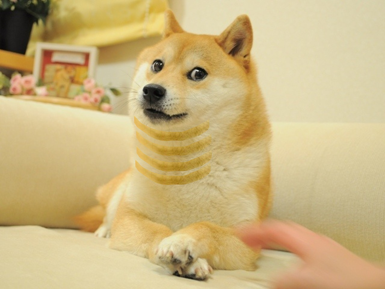 doge chin