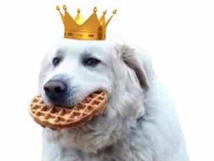 waffle dog