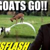 Amazing, Goats Balance on Metal Sheet!! – NEWSFLASH