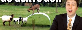 Amazing, Goats Balance on Metal Sheet!! – NEWSFLASH