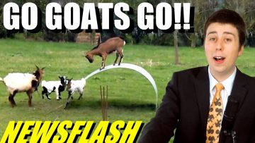 Amazing, Goats Balance on Metal Sheet!! – NEWSFLASH