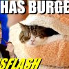 Cat Can Has Cheezburger! – NEWSFLASH