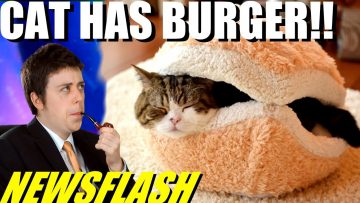 Cat Can Has Cheezburger! – NEWSFLASH