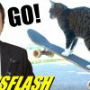 Cat Rides Skateboard!! – NEWSFLASH!