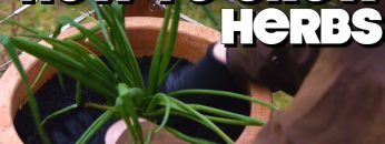 How To Grow Herbs, Without Knowing How