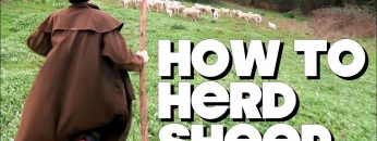 How To Herd Sheep