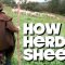 How To Herd Sheep