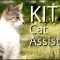 KITi The Virtual Cat Assistant – PARODY