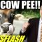 NEWSFLASH! Group Drinks Cow Pee Medicine!