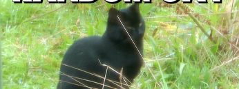 Random Cat Came to my Home [FULL SONG]