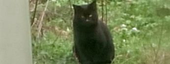 Random Cat Came to my Home – VLOG TUESDAY
