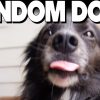 Random Dog Followed Me Home