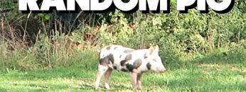 Random Pig Came To My Home