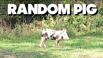 Random Pig Came To My Home