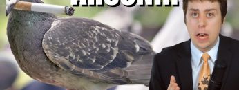 Smoking Pigeon Starts Fire – NEWSFLASH