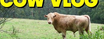 WARNING: Cow Vlog