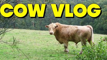 WARNING: Cow Vlog