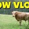 WARNING: Cow Vlog