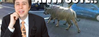 Water Buffalo Run Loose on Sydney Streets!! – NEWSFLASH