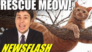Woman Gets Trapped Rescuing Cat Stuck in Tree! – NEWSFLASH