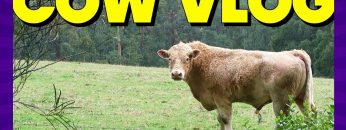 Cow VLOG