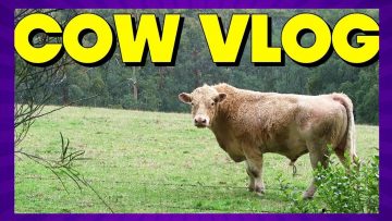 Cow VLOG