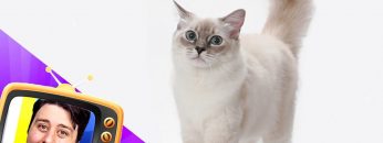 Jons Cat Astro