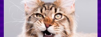 What Kind of Cat Are You