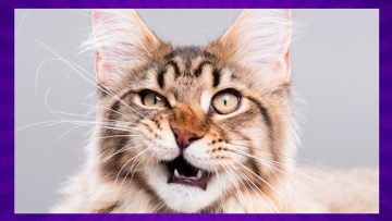 What Kind of Cat Are You