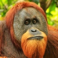 All-Knowing Orangutan