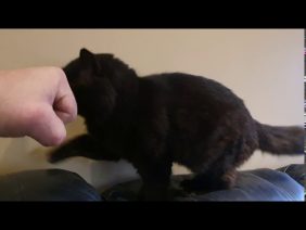 Bro fist from cat attempt
