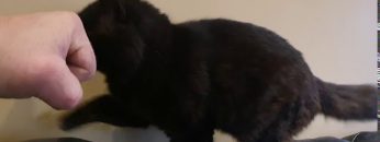 Bro fist from cat attempt