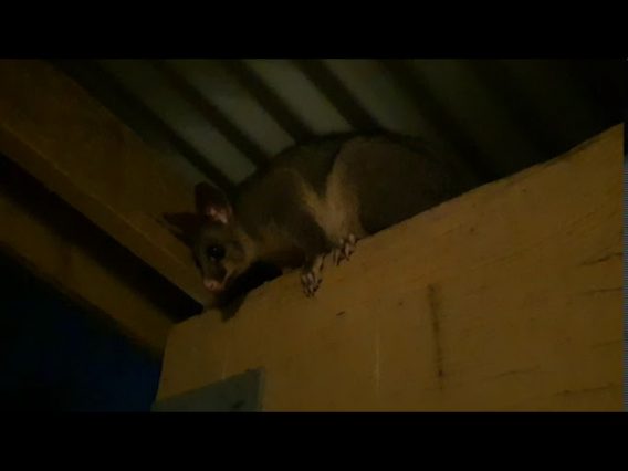 Blossom the Possum