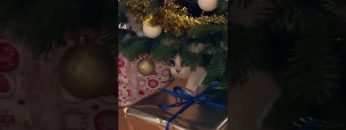 Private: [ID: v2Qh8vuqnMk] Youtube Automatic