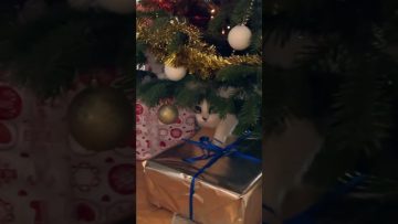 Private: [ID: v2Qh8vuqnMk] Youtube Automatic