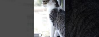 Private: [ID: JEWDocvYcgs] Youtube Automatic