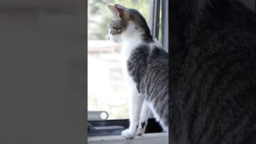 Private: [ID: JEWDocvYcgs] Youtube Automatic