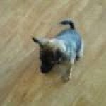 Profile picture of JOHNNY-The-Emerald-Kiti