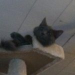 Profile picture of MacTechNexusYT