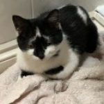 Profile picture of funkycat.izzy.ed