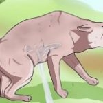 Profile picture of mintyboi88