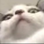 Profile picture of BlobCanada