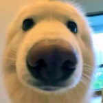 Profile picture of fireledge