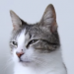 Profile picture of KITI-Assistant-Assistant