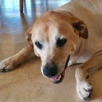 Profile picture of yuval1324