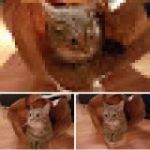 Profile picture of funkyBastian