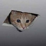 Profile picture of Non-apple-user