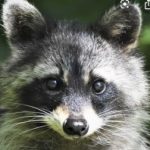 Profile picture of raccoon