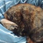 Profile picture of Cat