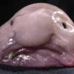 TheAngryBlobfish